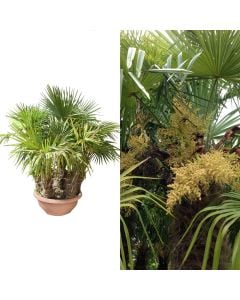 Palm chamaerops excelsa v.90 h.170