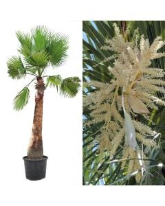 Palm washingtonia robusta v.100 h.450
