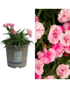 Dianthus, karafil mix v.11 h.20-30