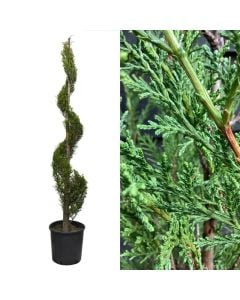 Qeparis lejalnd spirale, cupressus leylandii v.33 h.180-200