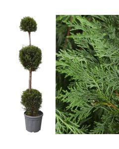 Qeparis lejland forma 3 kate (topa), cupressus leylandii v.33 h.180-200 cm