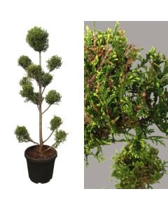 Qeparis lejalnd pon pon, cupressus leylandii v.33 h.180-200