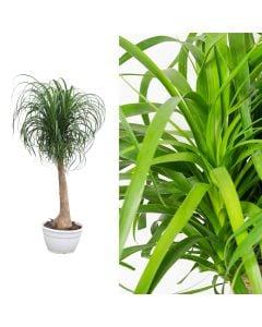 Beaucarnea recurvata v.30 h.120