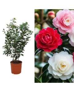 Camellia japonica mix v.30 h.150