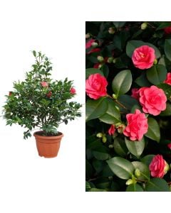 Camellia japonica mix v.40 h.160