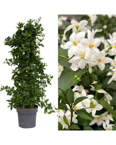 Solanum jasminoides v.17 h.65