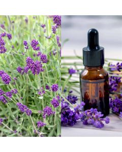 Aromatic herbs,  lavender angustifolia v.14