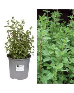 Aromatic herbs,  marjoram v.14