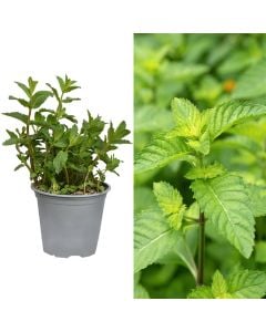Aromatic herbs,  mint v.14