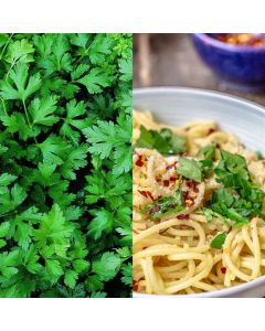 Bimë aromatike, majdanoz v.14