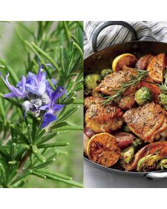 Aromatic herbs,  rosemary officinalis v.14