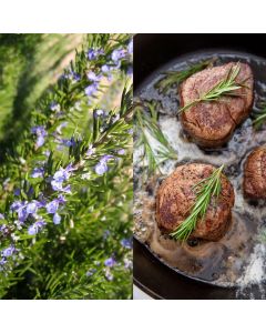 Bimë aromatike, rozmarin v.14