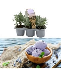 Aromatic herbs, lavender, tripack lavender angustifolia v.10