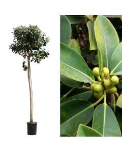Ficus australis v.50  h.350 cm