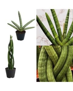 Sansevieria cylindrica, mix v.11 h.15-25