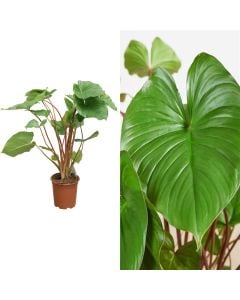 Homalomena rubescens maggy v.19 h.65