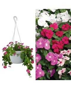 Vinca v.21