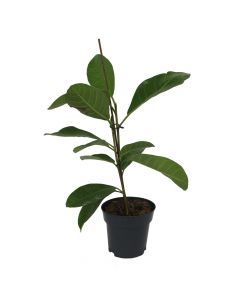 Ficus benghalensis roy v.17 h.70