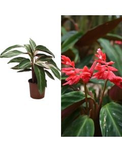 Stromanthe sanguinea v.14 h.45