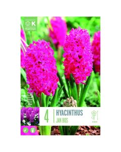 Bulbs, hyacinth jan bos , 4 pc/pack