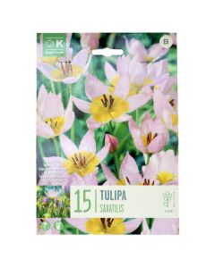 Bulba, tulipan specie saxatilis, 15 cop/pako