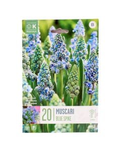 Bulbs, muscari armeniacum blue spike, 20 pc/pack