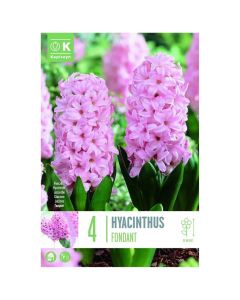 Bulbs, hyacinth fondant