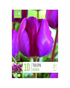 Bulba, tulipan triumph negrita
