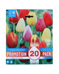 Bulba, pakot promovuese, tulipan triumph mixed colours, 25 cop/pako