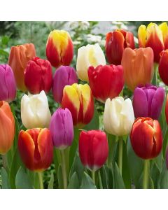 Bulba, paketa e buxhetit promovues, tulipan triumph mixed colours, 6 cop/pako