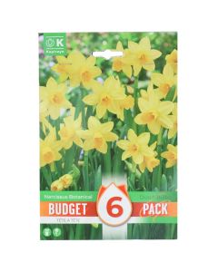 Bulba, paketa e buxhetit promovues, narcissus botanical tete a tete , 6 cop/pako