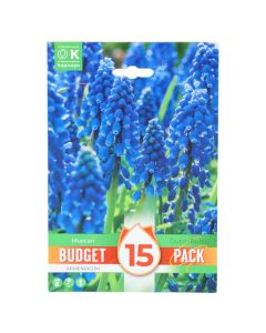 Bulba, paketa e buxhetit promovues, muscari armeniacum , 15 cop/pako