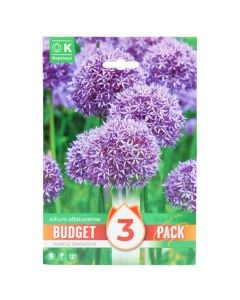 Bulbs, promotion budget pack, allium aflatunense purple sensation , 3 pc/pack