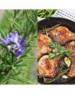 Aromatic herbs, rozmarin v.25
