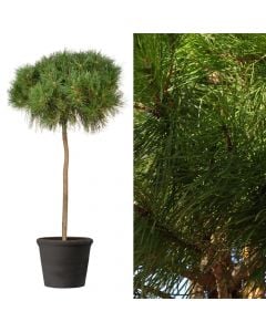 Pinus pinea v.40 h.200-250 cm