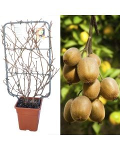 Actinidia chinensis deliciosa v.30 h.90-130 cm