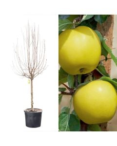 Malus domestica golden delicious v.50 h.175-200 cm