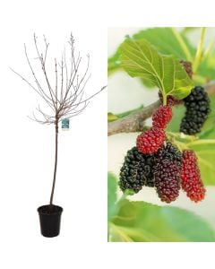 Man i zi, morus nigra v.50 h.140-170 cm