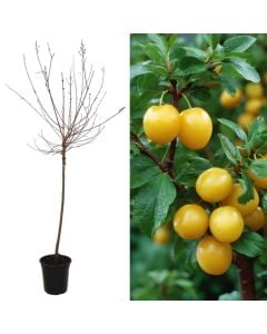 Kumbull e verdhe, prunus domestica goccia doro v.40 h.160-200 cm, 10-12 cm perimetri i trungut