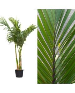 Archontophoenix alexandrae, 3 plants group v.60 h.200-250 cm