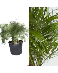 Phoenix roebelenii, plants group v.50 h.100-150 cm