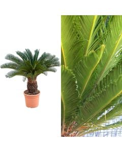 Cycas revoluta v.65 h.170-200 cm