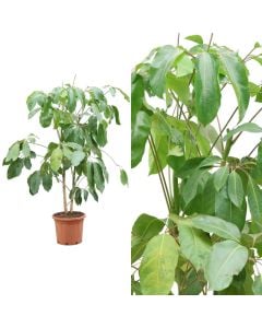 Schefflera araliaceae v. 35 h.150-170 cm