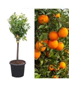 Portokall, citrus sinensis v.35 h.130-150 cm