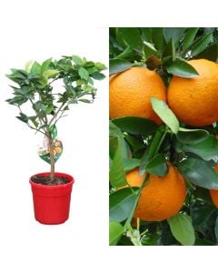 Portokall, citrus sinensis v.20 h.60-80 cm