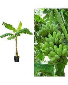 Banane, musa paradisiaca 1 plants group v.35  h.170-230 cm