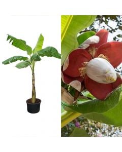 Banane, musa paradisiaca 3 plants group v.55  h.250-300 cm