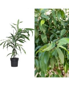 Ficus binnendijkii v.17 h.80