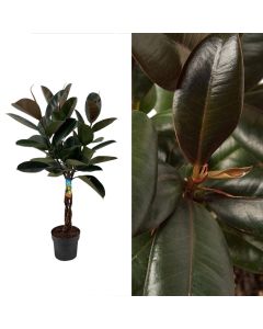 Ficus elastica v.25 h.130-140
