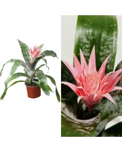 Aechmea fasciata v.15 h.65